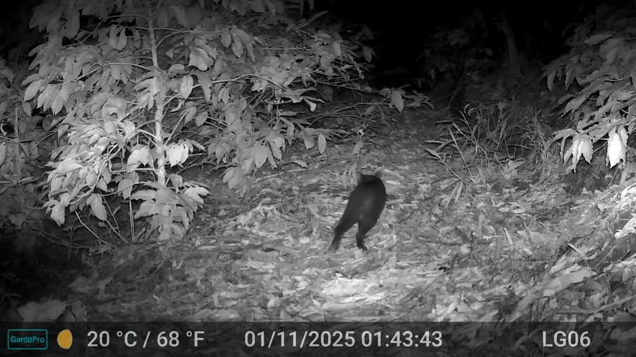 Gato zonto (Herpailurus yagouaroundi)