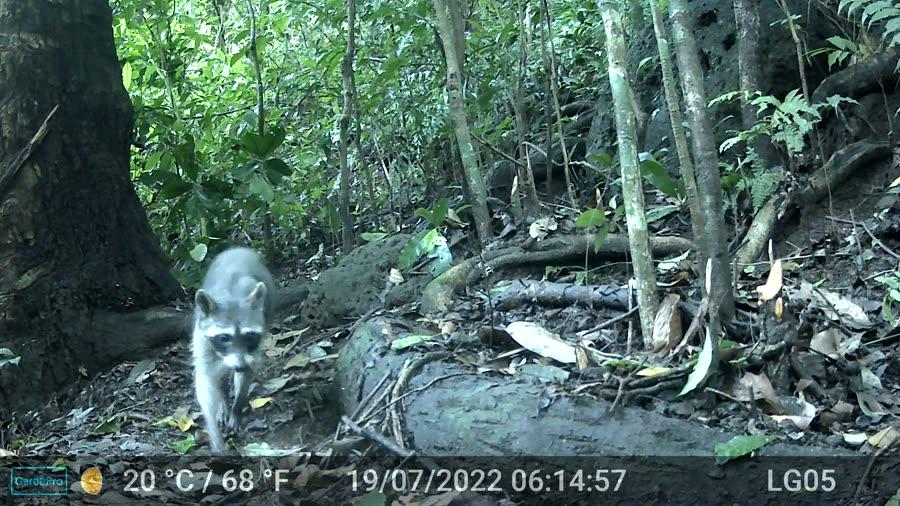 Mapache (Procyon lotor)