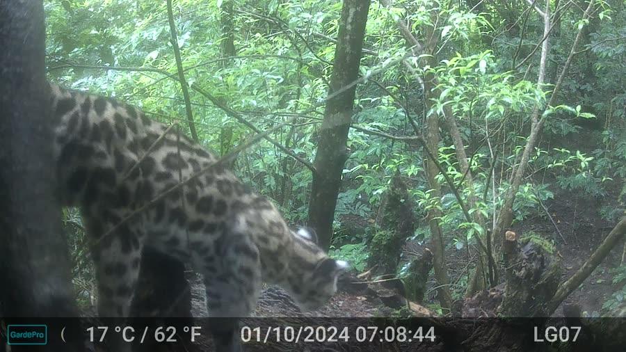 Tigrillo (Leopardus wiedii)