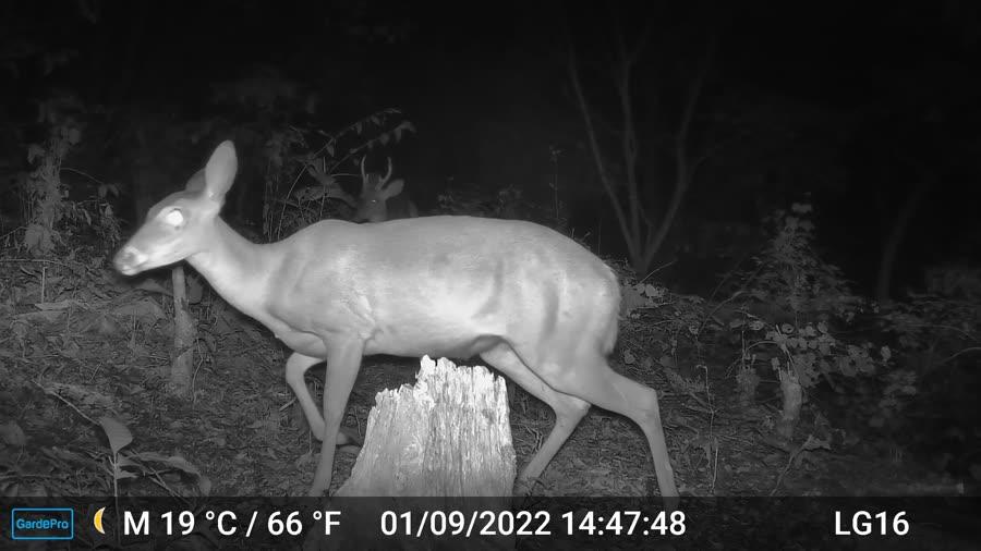 Venado cola blanca (Odocoileus virginianus)