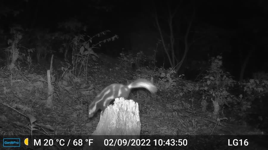 Zorrillo manchado (Spilogale angustifrons)